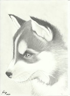 huskies pencil drawings of animals cool pencil drawings animal sketches puppy drawings