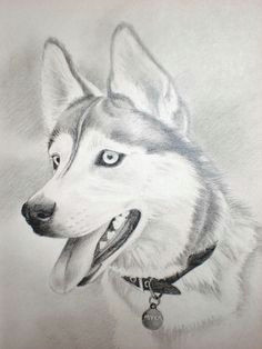 charcoal drawing siberian husky husky drawing a husky named myka