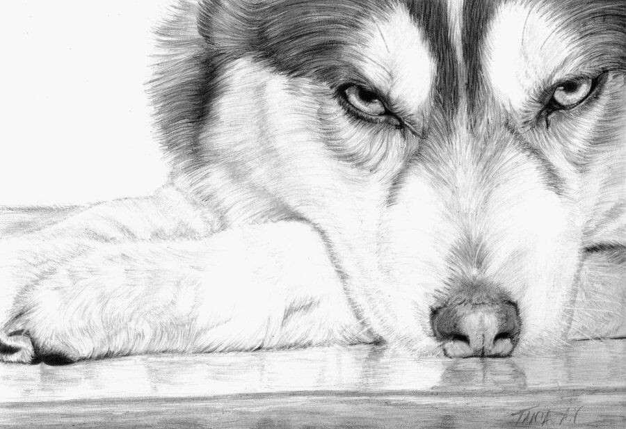 pencil drawing husky