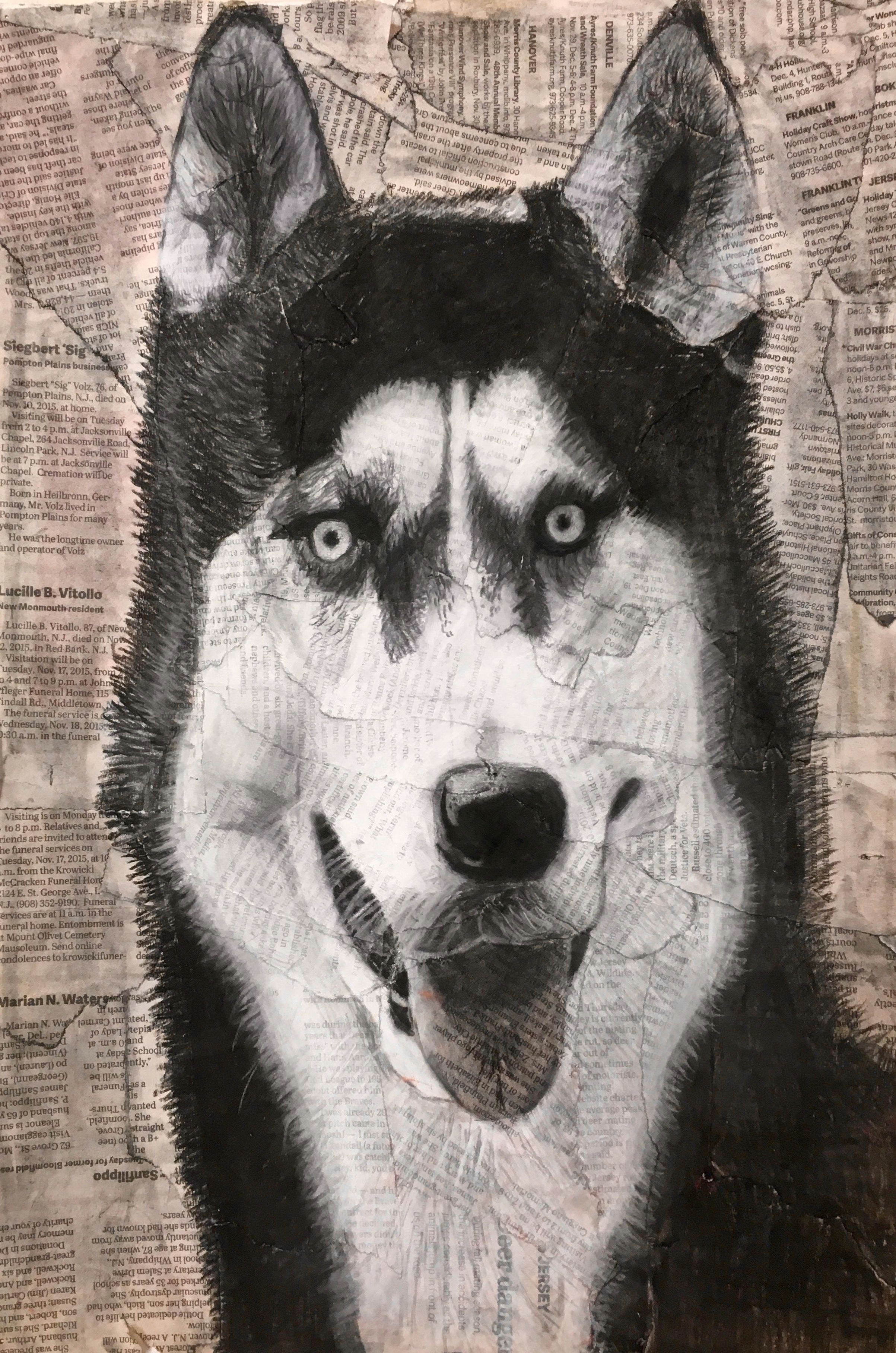 title siberian husky drawing medium charcoal newspaper collage i used different types of charcoal vine compressed pencil and white to create the