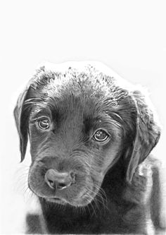 signed limited edition giclee print labrador by gemmahaywardart labrador giclee print labradoodle labradors