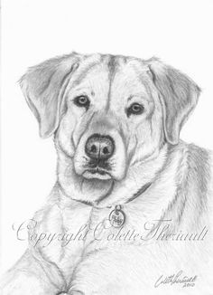 how to draw a labrador puppy step by step wildlife art and pet portraits by