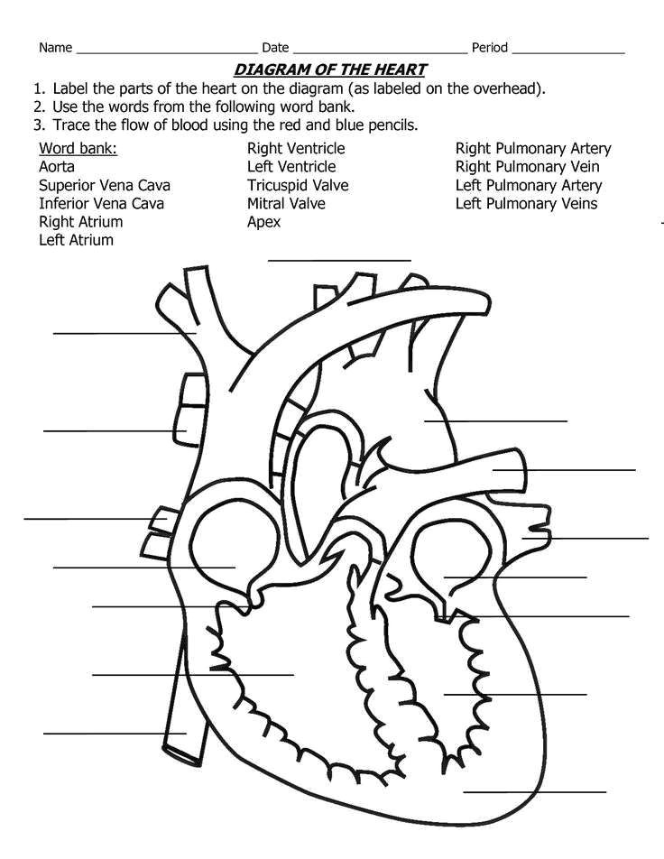 human heart coloring pages inspirational real heart labeled