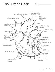 diagram of the human heart human heart diagram anatomy and physiology science diagrams