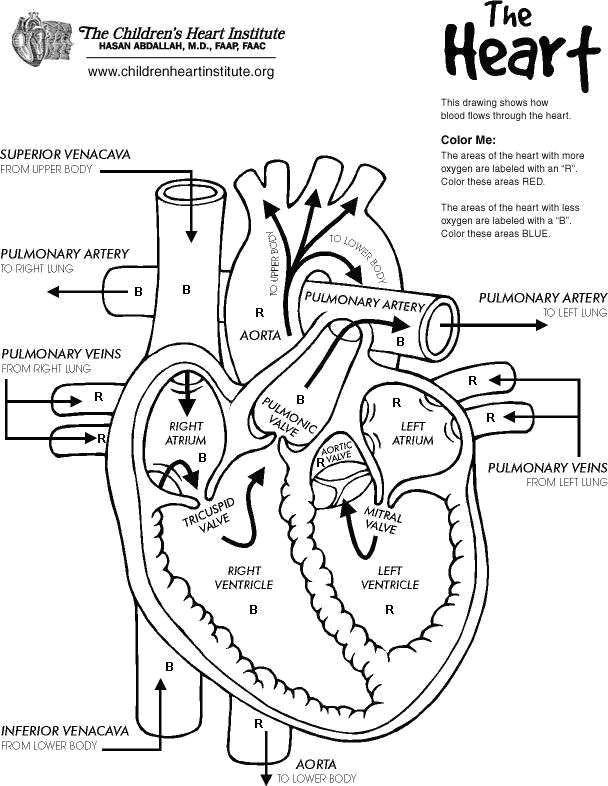 heart anatomy coloring pages elegant human heart coloring pages elegant printable anatomy coloring pages of heart