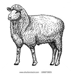 realistic sheep drawing images