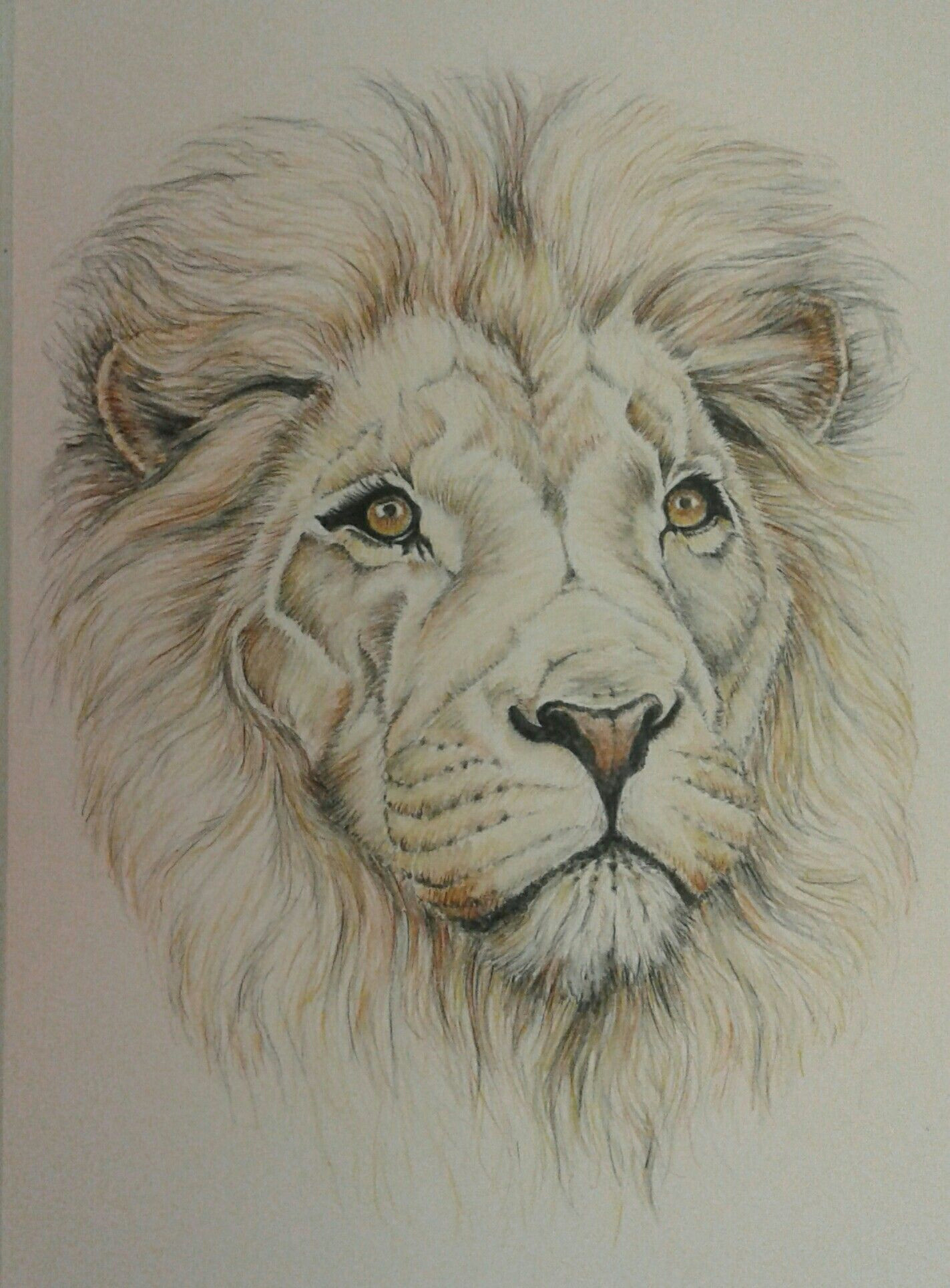 lion in watercolour pencil