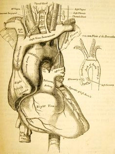anatomy descriptive and surgical by henry gray texas heart institute