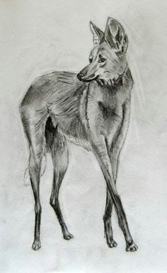 maned wolf sketch by manandfox