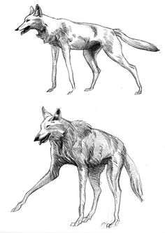 maned wolf sketches