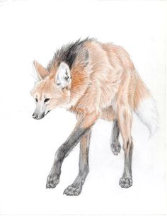 maned wolf drawings google search