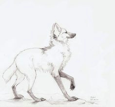 maned wolf