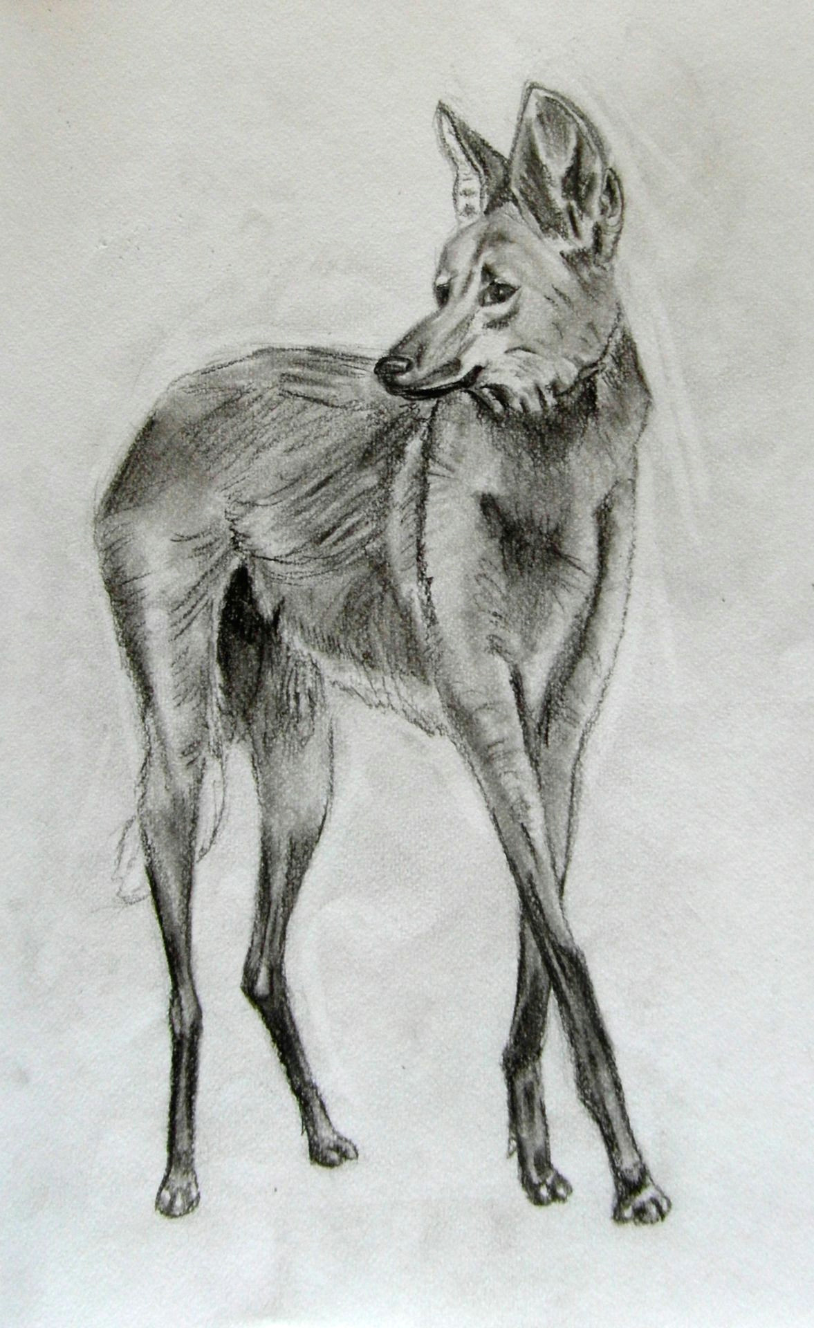 Гуара волк арт