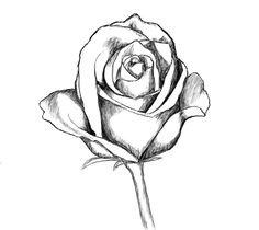 how to draw a rose