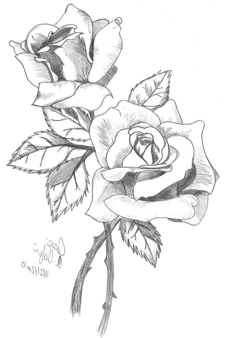 step by step drawing rose at getdrawings com free for personal use