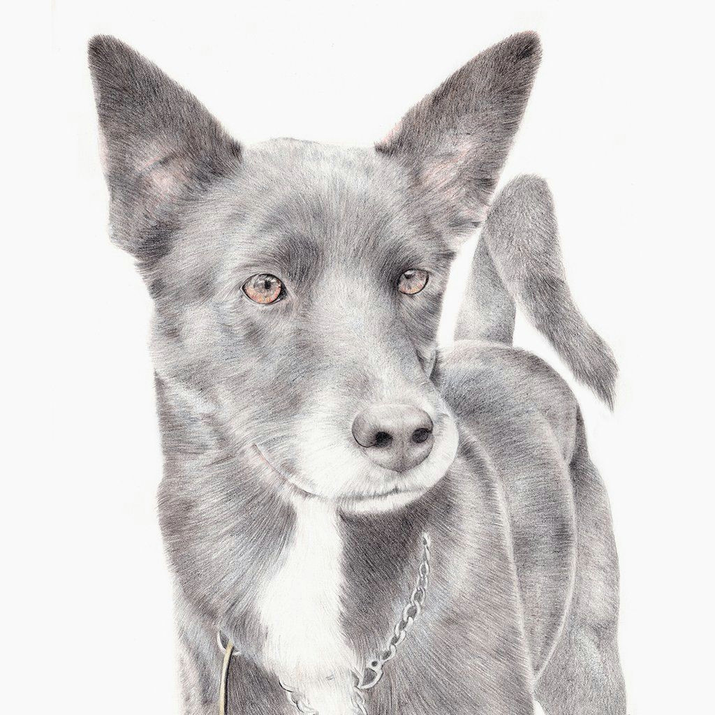 custom pet portrait dog drawing dog portrait cattle dog dog lover