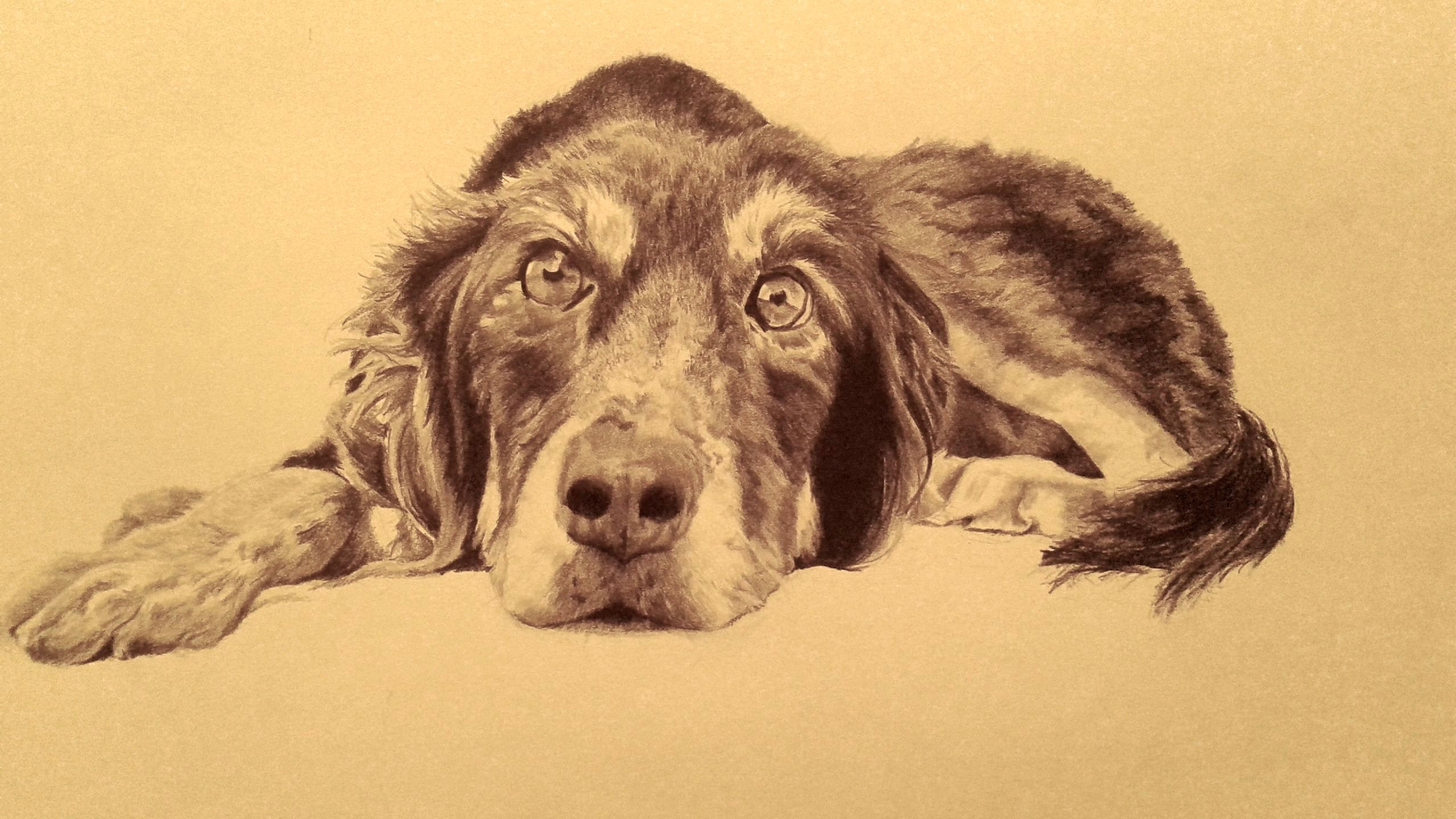 drawing of my friend s dog graphite art pencil drawings