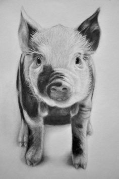pigs drawing google search pig sketch pig illustration animal sketches animal drawings