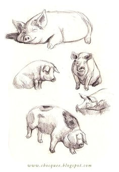 if you like pig drawing you might love these ideas