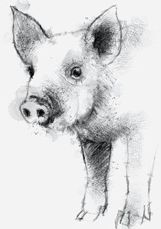 one of my sketch a day drawings piglet domestic drawing pig sketch