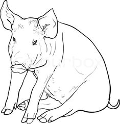 pigs drawing google search