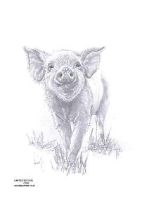 Drawing Of A Pig S Heart 19 Best Pig Drawings Images Pig Drawing Pork Animal Drawings