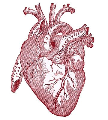 vintage graphic image anatomy heart the graphics fairy