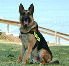 k9 police dog wearing a police vest red german shepherd german shepherd rescue police