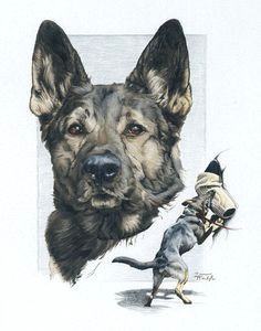 german shepherd police k9 drawing greeting by bewaretreescreations german sheperd dogs shepherd dog german