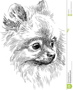 pomeranian puppy sketches stock photography portrait of cute dog cute dog drawing cat