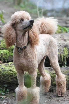 audrey poodle grooming dog grooming french poodles standard poodles poodle drawing
