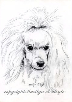 print drawing poodle art pencil drawing miniature poodle white dog