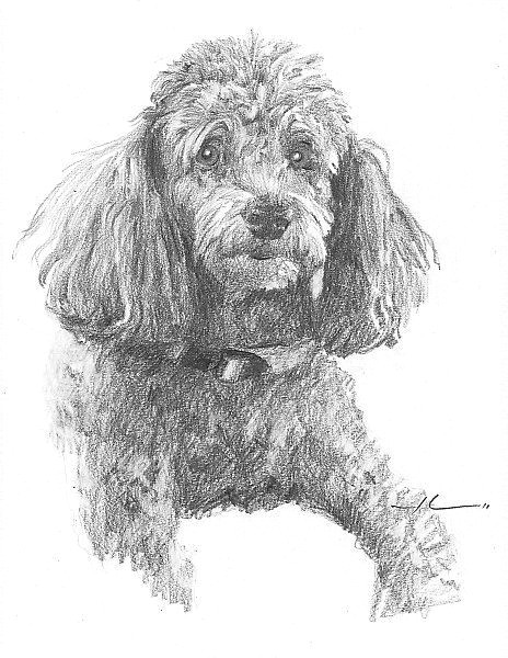 poodles drawings in pencil google search poodle