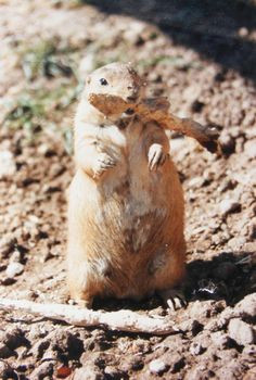 prairie dog prairie dog prairie dog