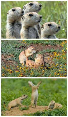 7 things you didn t know about prairie dogs