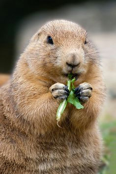 munching prairie dog cute wild animals small animals little critter wild dogs