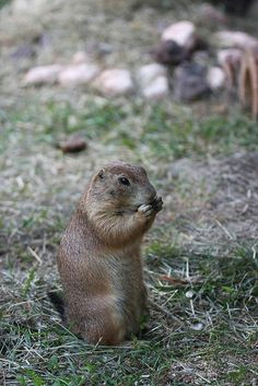 prairie dog