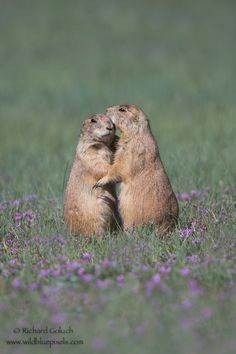 pair of prairie dogs in the field pocket pet mammals animals beautiful