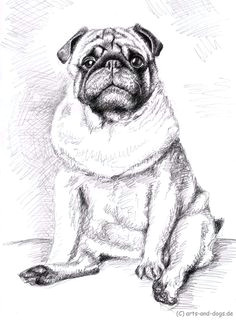 mops pug zeichnung drawing by nicole zeug www