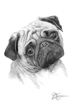 pug dog pencil drawing thumbnail