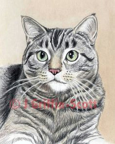learn how to draw a beautiful realistic cat colored pencil step by step with equine and wildlife artist janet griffin scott how to draw a cat