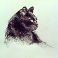 black cat drawing by