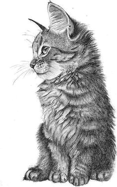 cat drawing i would love to one day come even remotely close to this i have