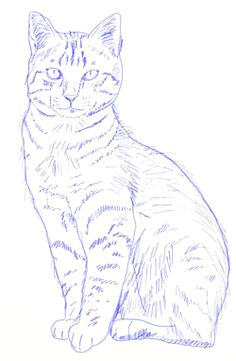 how to draw realistic cats step 6