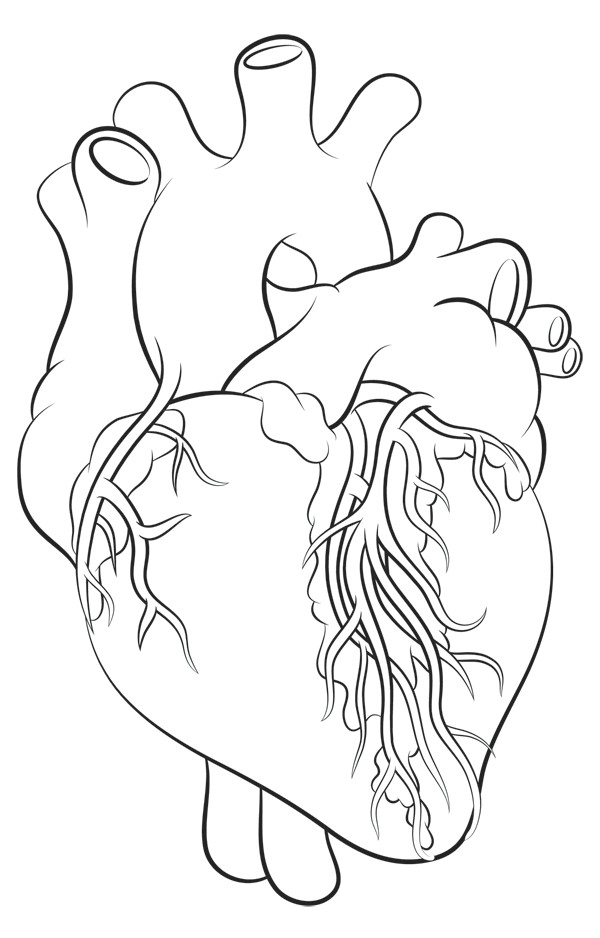 Drawing Of A Real Life Heart How to Draw A Heart Science Drawing Lesson Drawing Ideas 3 In