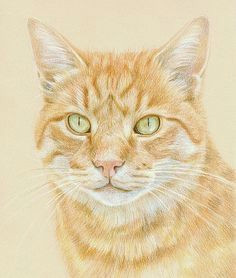 katrina ann colored pencil animal paintings cat drawing drawings of cats pencil drawings