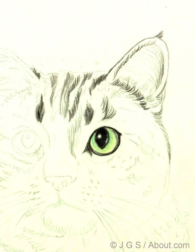 how to draw a cat in colored pencil beginning with the eyes