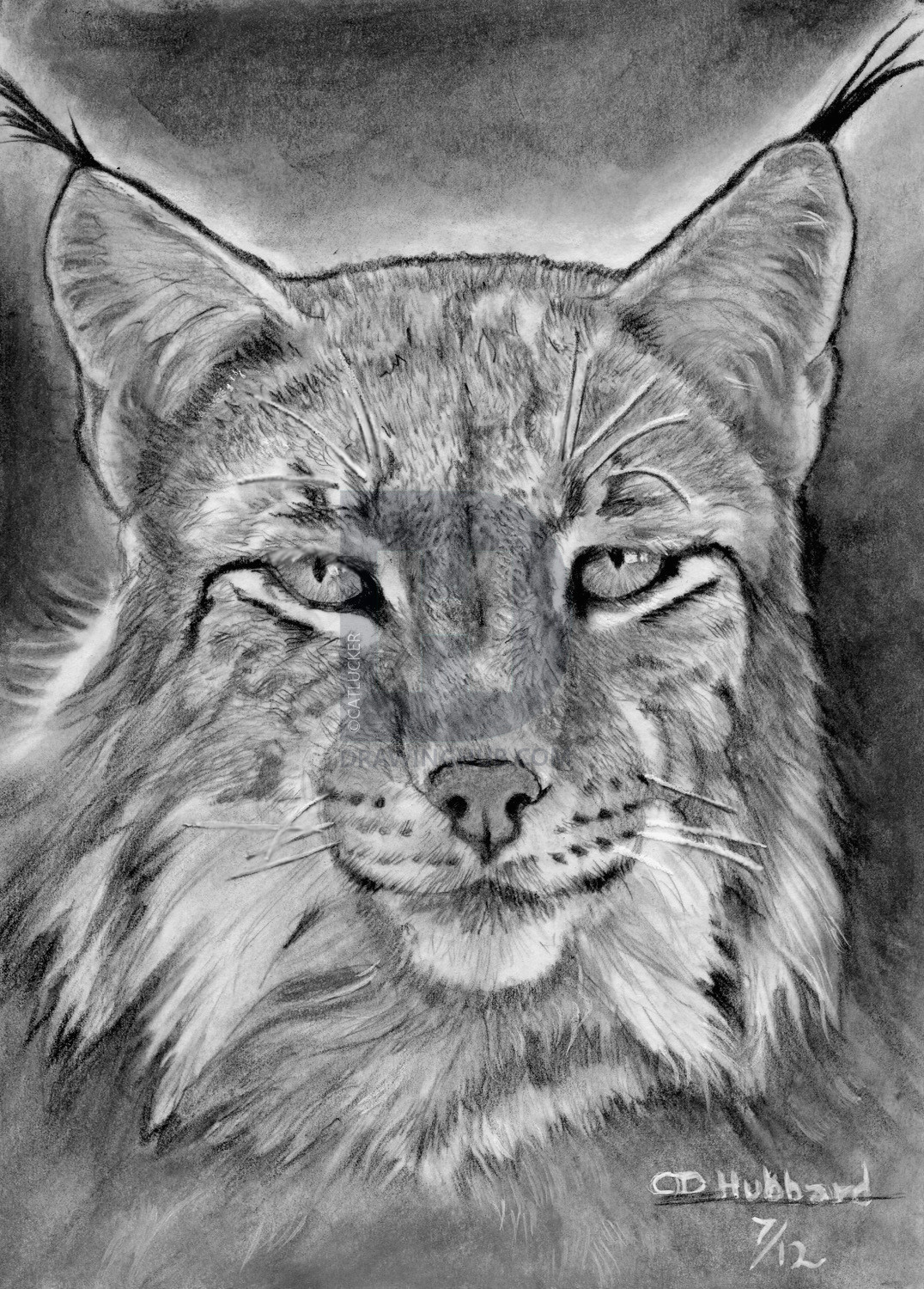 how to draw a realistic lynx