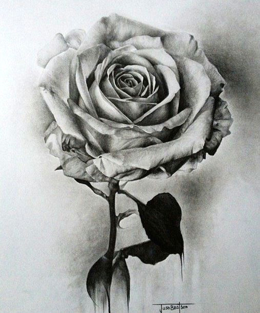 learn to draw a realistic rose drawing on demand