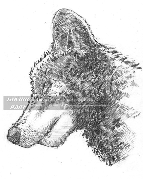 looking for a gift for people who love wolves love wolves yourself this wolf artwork is a reproduction of an original pencil drawing